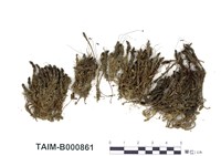 藏品(東亞小金髮苔)的圖片